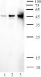 AbFlex<sup>®</sup> ALKBH5 antibody (rAb) tested by Western blot.