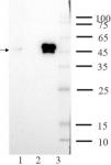 AbFlex<sup>®</sup> ALKBH5 antibody (rAb) tested by immunoprecipitation.