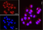 AbFlex<sup>®</sup> ALKBH5 antibody (rAb) tested by immunofluorescence.
