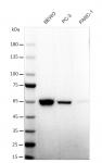 AbFlex<sup>®</sup> PPARγ antibody (rAb) tested by Western blot.