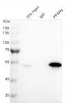 AbFlex<sup>®</sup> PPARγ antibody (rAb) tested by immunoprecipitation.