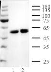 AbFlex<sup>®</sup> PHD2 (EGLN1) antibody (rAb) tested by Western blot.