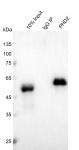 AbFlex<sup>®</sup> PHD2 (EGLN1) antibody (rAb) tested by immunoprecipitation.