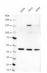AbFlex<sup>®</sup> PHD1 (EGLN2) antibody (rAb) tested by Western blot.