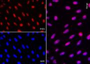 AbFlex<sup>®</sup> PHD1 (EGLN2) antibody (rAb) tested by immunofluorescence.