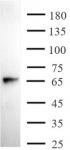 AbFlex<sup>®</sup> SMAD1 antibody (rAb) tested by Western blot.