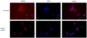 AbFlex<sup>®</sup> SMAD1 antibody (rAb) tested by immunofluorescence.