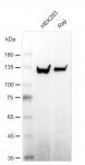 AbFlex<sup>®</sup> PARP1 antibody (rAb) tested by Western blot.
