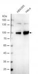 AbFlex<sup>®</sup> EZH1 antibody (rAb) tested by Western blot.