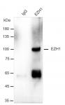 AbFlex<sup>®</sup> EZH1 antibody (rAb) tested by immunoprecipitation.