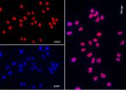 AbFlex<sup>®</sup> EZH1 antibody (rAb) tested by immunofluorescence.