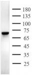 AbFlex<sup>®</sup> PARP2 antibody (rAb) tested by Western blot.