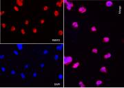 AbFlex<sup>®</sup> PARP2 antibody (rAb) tested by immunofluorescence.