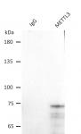 AbFlex<sup>®</sup> METTL3 antibody (rAb) tested by immunoprecipitation.