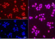 AbFlex<sup>®</sup> METTL3 antibody (rAb) tested by immunofluorescence.