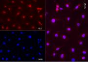 AbFlex<sup>®</sup> GLI1 antibody (rAb) tested by immunofluorescence.