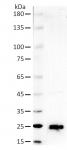 AbFlex<sup>®</sup> MAX antibody (rAb) tested by Western blot.
