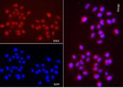 AbFlex<sup>®</sup> MAX antibody (rAb) tested by immunofluorescence.