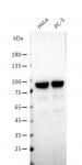 AbFlex<sup>®</sup> XRCC5 (Ku80) antibody (rAb) tested by Western blot.