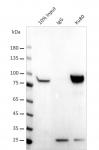 AbFlex<sup>®</sup> XRCC5 (Ku80) antibody (rAb) tested by immunoprecipitation.