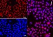 AbFlex<sup>®</sup> XRCC5 (Ku80) antibody (rAb) tested by immunofluorescence.
