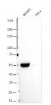 AbFlex<sup>&reg;</sup> CCNB1 (Cyclin B1) antibody (rAb) tested by Western blot.