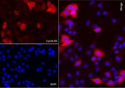 AbFlex<sup>&reg;</sup> CCNB1 (Cyclin B1) antibody (rAb) tested by immunofluorescence.