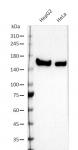 AbFlex<sup>®</sup> SF3B1 antibody (rAb) tested by Western blot.