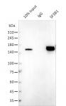 AbFlex<sup>®</sup> SF3B1 antibody (rAb) tested by immunoprecipitation.