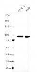AbFlex<sup>&reg;</sup> STAT3 antibody (rAb) tested by Western blot.