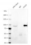AbFlex<sup>&reg;</sup> STAT3 antibody (rAb) tested by immunoprecipitation.
