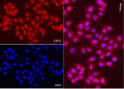 AbFlex<sup>&reg;</sup> STAT3 antibody (rAb) tested by immunofluorescence.