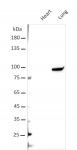 AbFlex<sup>&reg;</sup> STAT3 antibody (rAb) tested by Western blot.