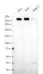 AbFlex<sup>®</sup> TP53BP1 antibody (rAb) tested by Western blot.