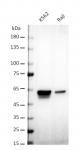 AbFlex<sup>&reg;</sup> CCNA2 (Cyclin A2) antibody (rAb) tested by Western blot.