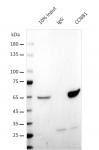 AbFlex<sup>&reg;</sup> CCNA2 (Cyclin A2) antibody (rAb) tested by immunoprecipitation.