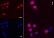 AbFlex<sup>&reg;</sup> CCNA2 (Cyclin A2) antibody (rAb) tested by immunofluorescence.