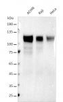 AbFlex<sup>®</sup> HDAC7 antibody (rAb) tested by Western blot.