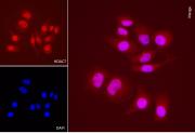 AbFlex<sup>®</sup> HDAC7 antibody (rAb) tested by immunofluorescence.