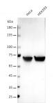 AbFlex<sup>®</sup> XRCC6 (Ku70) antibody (rAb) tested by Western blot.