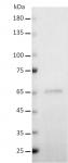 AbFlex<sup>&reg;</sup> c-Myc antibody (rAb) tested by Western blot.