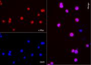 AbFlex<sup>&reg;</sup> c-Myc antibody (rAb) tested by immunofluorescence.
