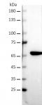 AbFlex<sup>®</sup> AKT1 antibody (rAb) tested by Western blot.
