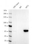 AbFlex<sup>®</sup> AKT1 antibody (rAb) tested by immunoprecipitation.