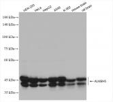 ALKBH5 antibody (rAb), 100 µl tested by Western blot.