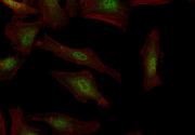 IFI35 antibody (rAb), 100 µg tested by immunofluorescence.