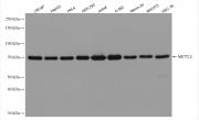 METTL3 antibody (rAb), 100 µg tested by Western blot.