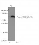 SMAD1 phospho Ser195 (rAb), 100 µl tested by Western blot.