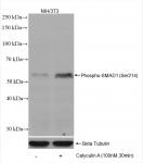 SMAD1 phospho Ser214 (rAb), 100 µl (Clone 3K8)