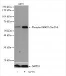 SMAD1 phospho Ser214 (rAb), 100 µl tested by Western blot.
